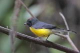 Slate-throated Redstart