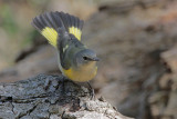 American Redstart