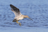 Long-billed Dowitcher