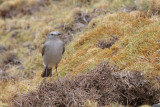 Rufous-naped Ground-Tyrant