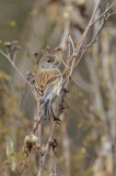 Band-tailed Seedeater