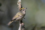 Golden-crowned Kinglet