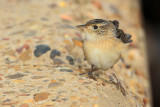 Sedge Wren