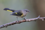 American Redstart