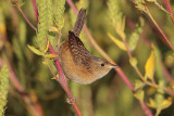 Sedge Wren