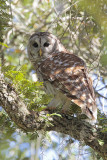 Barred Owl