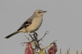 Northern Mockingbird