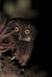 White-throated Screech-Owl