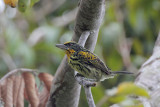 Gilded Barbet