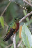 Chestnut-breasted Coronet