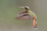 Rufous-breasted Hermit