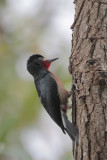 Puerto Rican Woodpecker