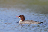 Common Merganser