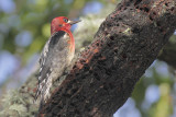 Red-breasted Sapsucker