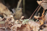 Pacific Wren