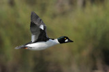 Common Goldeneye