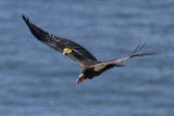 California Condor