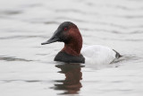 Canvasback