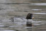 Common Goldeneye