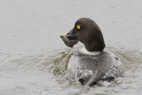 Common Goldeneye