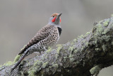 Northern Flicker