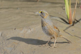 Seaside Sparrow