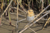 Nelson's Sparrow