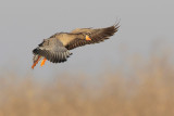 Greater White-fronted Goose