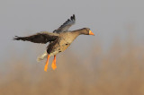 Greater White-fronted Goose