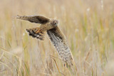 Northern Harrier