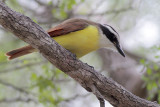 Great Kiskadee