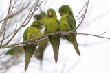 Green Parakeet