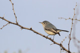 Blue-gray Gnatcatcher