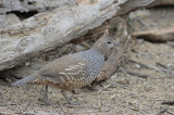 Scaled Quail