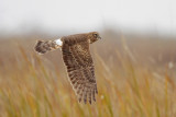 Northern Harrier