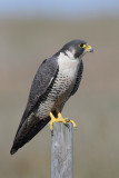 Peregrine Falcon