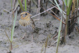 Nelson's Sparrow