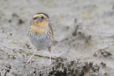 Nelson's Sparrow