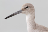 Willet