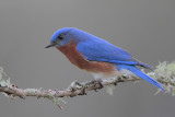 Eastern Bluebird