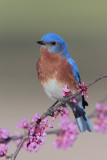 Eastern Bluebird