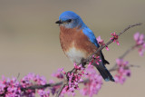 Eastern Bluebird