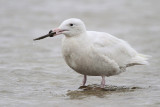 Glaucous Gull