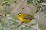 Wilsons Warbler