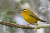 Wilsons Warbler