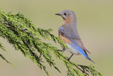 Eastern Bluebird