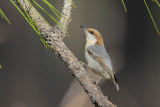 Brown-headed Nuthatch