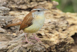 Carolina Wren