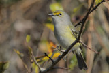 White-eyed Vireo