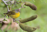 Nashville Warbler